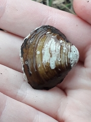 Corbicula fluminea