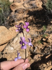 Nemesia azurea