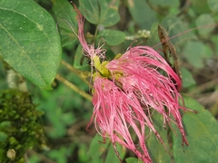 Calliandra angustifolia