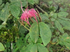 Calliandra angustifolia