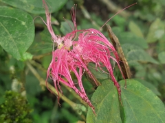 Calliandra angustifolia