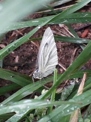 Pieris napi