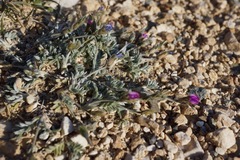 Oxytropis parryi