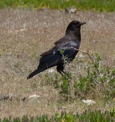 Corvus capensis capensis