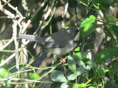 Apalis thoracica capensis