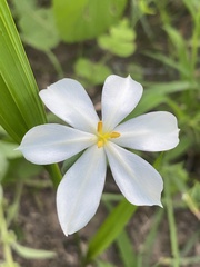 Eleutherine latifolia