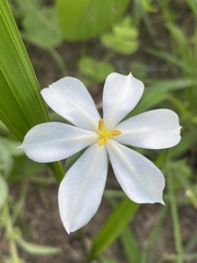 Eleutherine latifolia