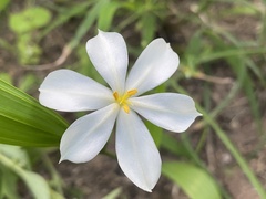 Eleutherine latifolia