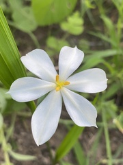Eleutherine latifolia