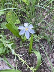Eleutherine latifolia