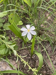 Eleutherine latifolia