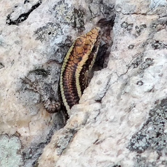 Cryptoblepharus