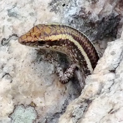 Cryptoblepharus