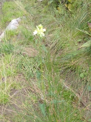 Pedicularis compacta