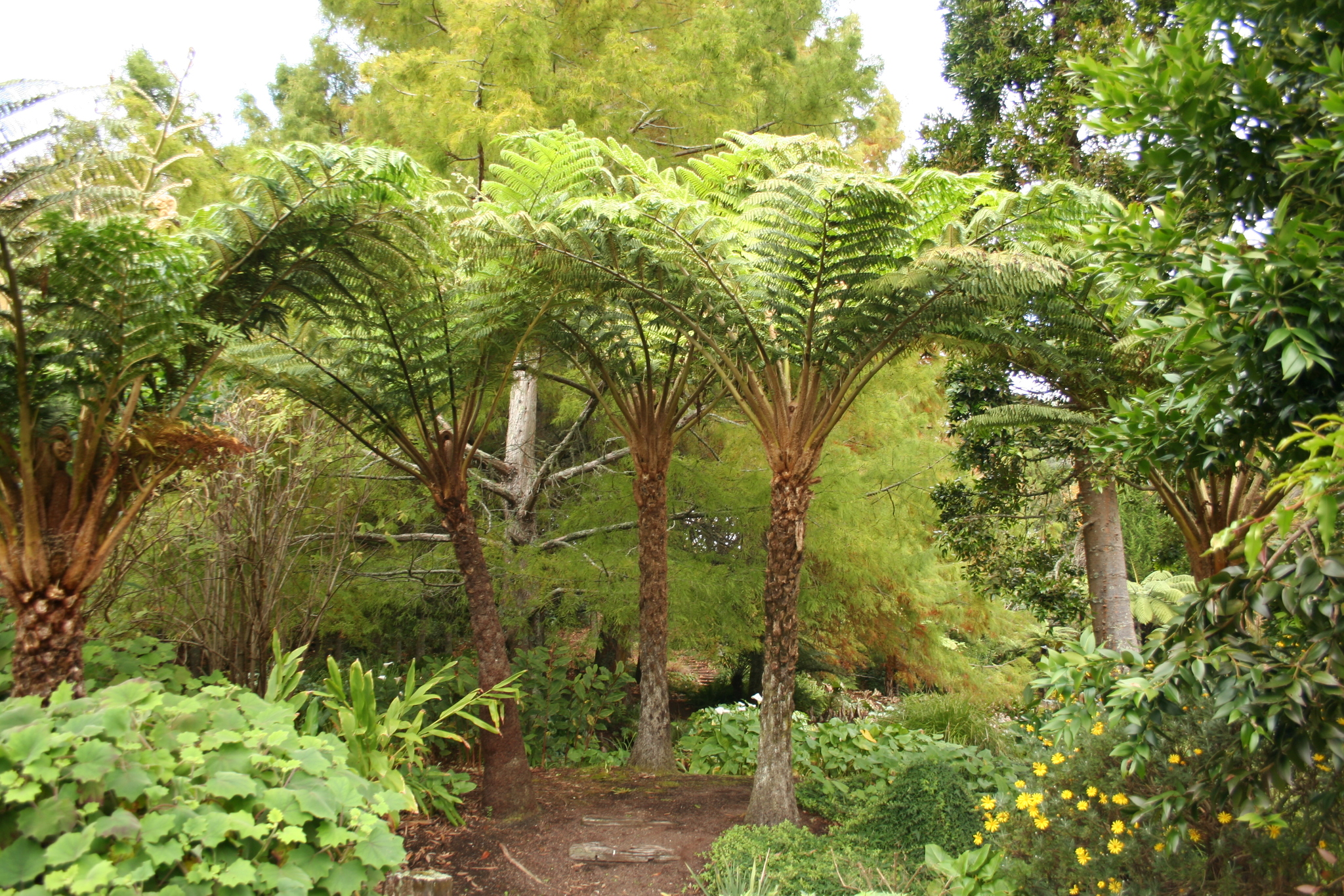 Sphaeropteris excelsa