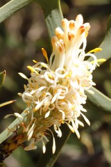 Petrophile shuttleworthiana