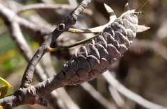 Petrophile shuttleworthiana