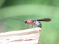 Braconidae