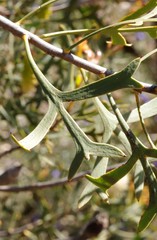 Petrophile shuttleworthiana