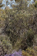 Petrophile shuttleworthiana