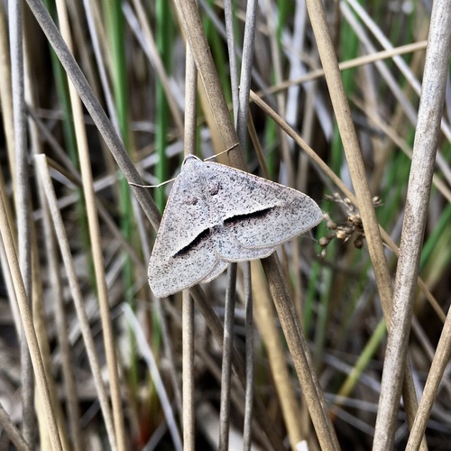 Delta Geometrid