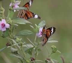 Danaus genutia