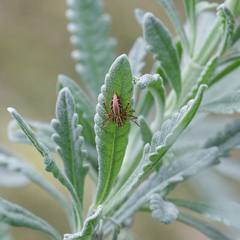 Oxyopes elegans