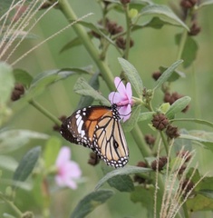 Danaus genutia