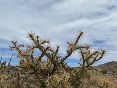 Cylindropuntia molesta molesta