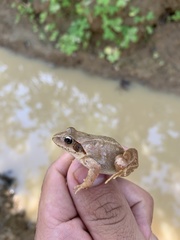 Rana dybowskii