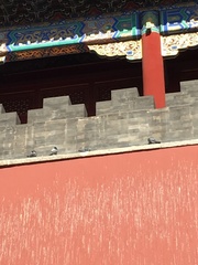 Columba livia domestica