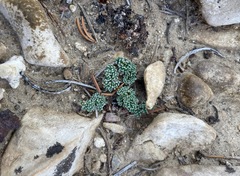 Cymopterus cinerarius