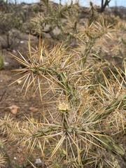 Cylindropuntia molesta molesta