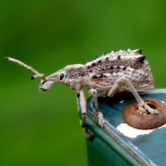 Leptopius clavus