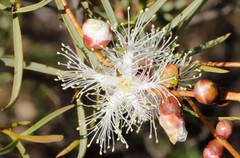 Melaleuca radula