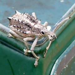 Leptopius clavus