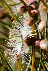 Melaleuca radula