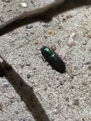 Temnoscheila virescens