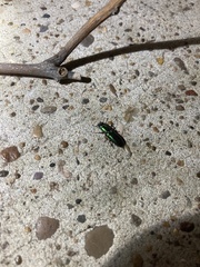 Temnoscheila virescens