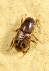 Aphodiini