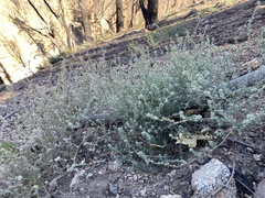Cryptantha muricata denticulata