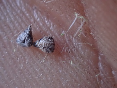 Cryptantha muricata denticulata