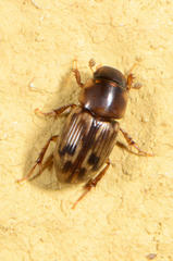 Aphodiini