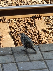 Sturnus vulgaris