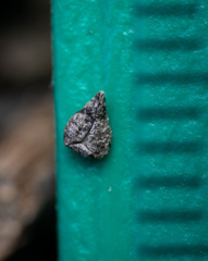 Cryptantha muricata denticulata