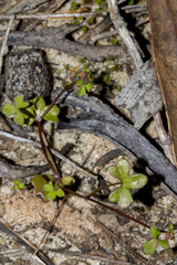 Hydrocotyle rugulosa