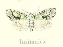 Cryphia lusitanica
