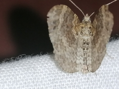 Xanthorhoe spadicearia