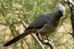 Corythaixoides concolor bechuanae