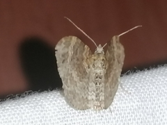 Xanthorhoe spadicearia